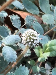 Acaena saccaticupula