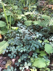 Acaena saccaticupula