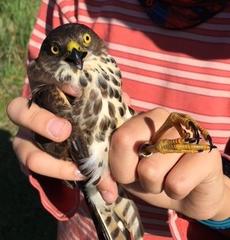 Accipiter minullus
