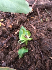 Chiloglottis jeanesii