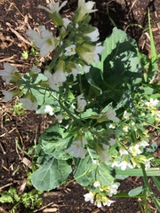 Brassica oleracea italica