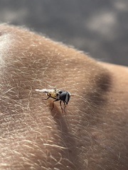 Copestylum fornax