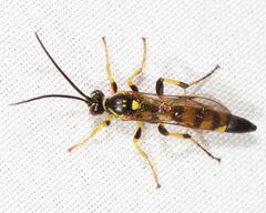 Ichneumon annulatorius