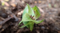Chiloglottis jeanesii