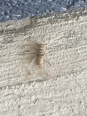 Gryllodes sigillatus