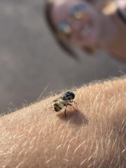 Copestylum fornax