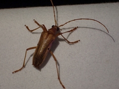 Centrodera