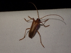 Centrodera