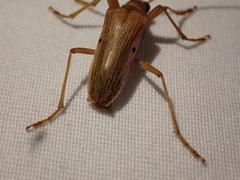 Centrodera