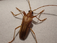 Centrodera
