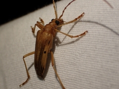 Centrodera