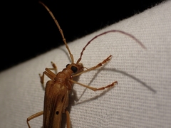 Centrodera