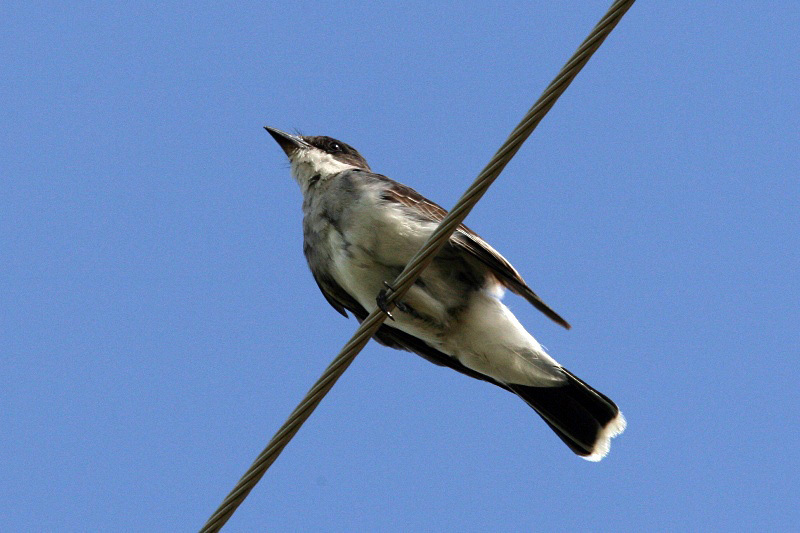 Eastern Kingbird from Wyoming: Crook County, Fourche River, Devil's ...