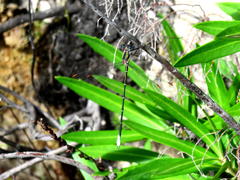 Chlorolestes conspicuus