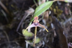 Maxillaria gorbatschowii