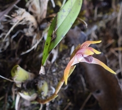 Maxillaria gorbatschowii