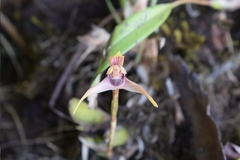 Maxillaria gorbatschowii