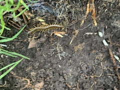 Scolopendra viridis