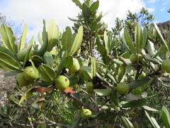 Hyaenanche globosa