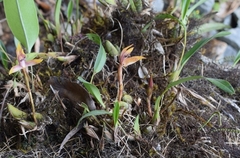 Maxillaria gorbatschowii