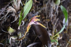 Maxillaria gorbatschowii