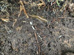 Scolopendra viridis