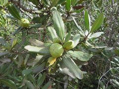 Hyaenanche globosa