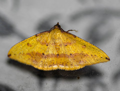 Heterolocha