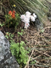 Ageratina prunellifolia