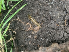 Scolopendra viridis