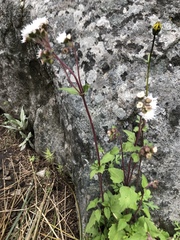 Ageratina prunellifolia