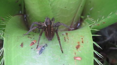 Aglaoctenus oblongus