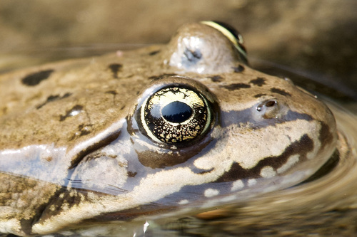 Columbia Spotted Frog