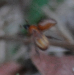 Cyclocephala