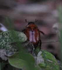 Cyclocephala