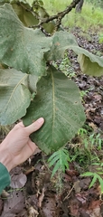 Quercus resinosa