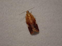 Clepsis persicana