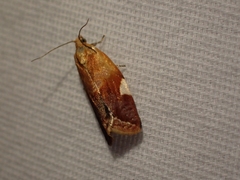 Clepsis persicana