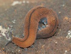 Peripatopsis birgeri