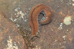 Peripatopsis birgeri