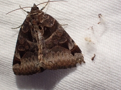 Euclidia ardita