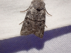 Litholomia napaea