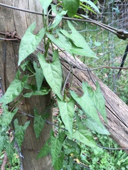 Calystegia marginata