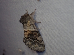 Gluphisia severa