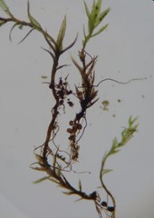 Bryum demaretianum
