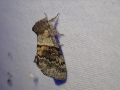 Gluphisia severa