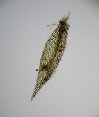 Bryum demaretianum