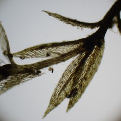 Bryum demaretianum