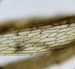 Bryum demaretianum
