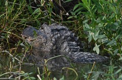 Alligator sinensis